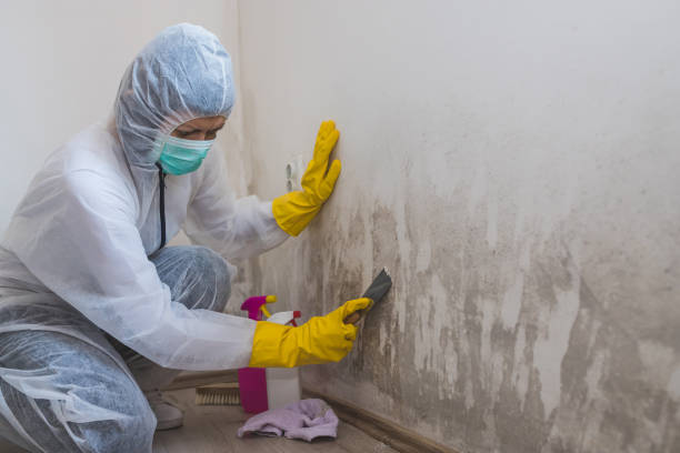 Trusted Milledgeville, GA Mold Removal Experts