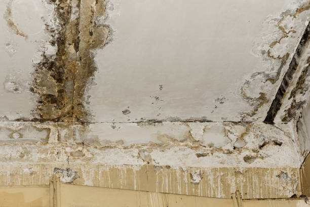 Best Mold Prevention Services  in Milledgeville, GA